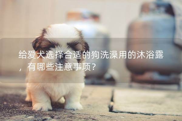 給愛犬選擇合適的狗洗澡用的沐浴露，有哪些注意事項？